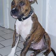 Amerikansk staffordshire terrier psycho