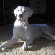 Dogo argentino Tyson