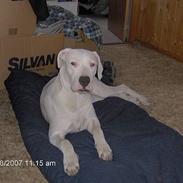 Dogo argentino Tyson