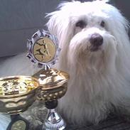 Coton de tulear Kenzo