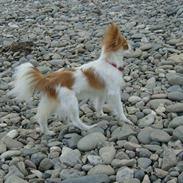 Papillon Luna