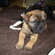 Bullmastiff Emma