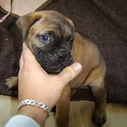 Bullmastiff Emma