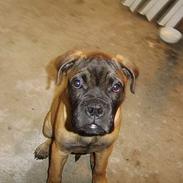 Bullmastiff Emma