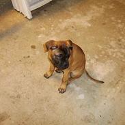 Bullmastiff Emma