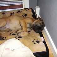 Bullmastiff Emma