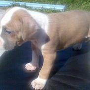 Amerikansk staffordshire terrier Gucci