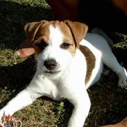 Jack russell terrier Tjiko R.I.P