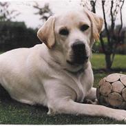 Labrador retriever Chang