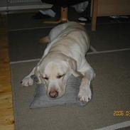 Labrador retriever Chang