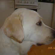 Labrador retriever Chang