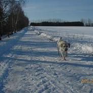 Labrador retriever Chang