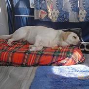 Labrador retriever Chang