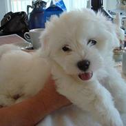 Coton de tulear Hubben