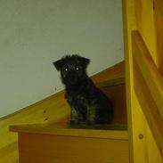 Cairn terrier Balder