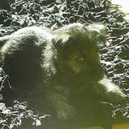 Cairn terrier Balder