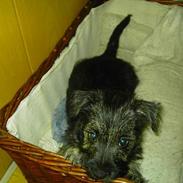 Cairn terrier Balder