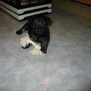 Cairn terrier Balder