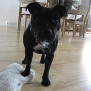Staffordshire bull terrier Foxy Brown