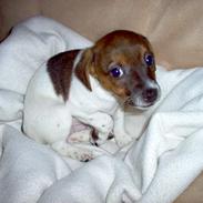 Dansk svensk gaardhund Boggie