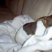 Dansk svensk gaardhund Boggie