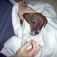 Dansk svensk gaardhund Boggie