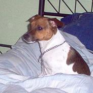 Dansk svensk gaardhund Boggie