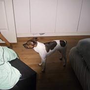 Dansk svensk gaardhund Boggie