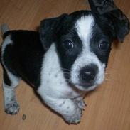 Jack russell terrier Deka