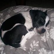 Jack russell terrier Deka