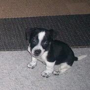 Jack russell terrier Deka