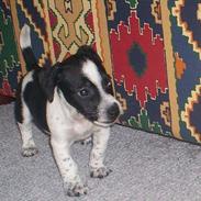 Jack russell terrier Deka