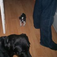 Jack russell terrier Deka