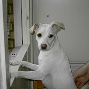Jack russell terrier Tulle