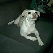 Jack russell terrier Tulle