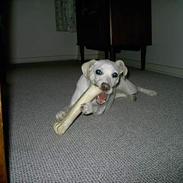 Jack russell terrier Tulle