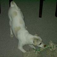 Jack russell terrier Tulle