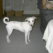 Jack russell terrier Tulle