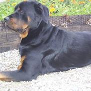 Rottweiler Svend-Eric