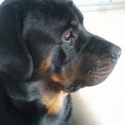 Rottweiler Svend-Eric