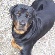 Rottweiler Svend-Eric