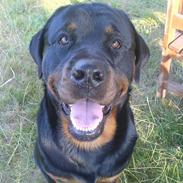 Rottweiler Svend-Eric