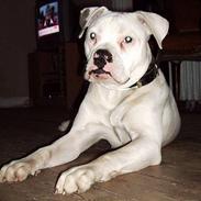 Amerikansk bulldog Little Nicky