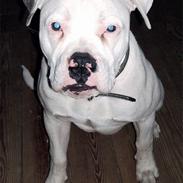 Amerikansk bulldog Little Nicky