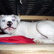 Amerikansk bulldog Little Nicky