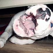 Amerikansk bulldog Little Nicky