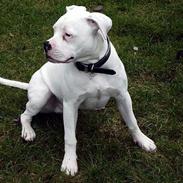 Amerikansk bulldog Little Nicky