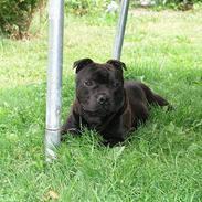 Staffordshire bull terrier Don Trigger