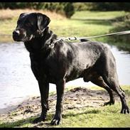 Labrador retriever Bertil