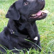 Labrador retriever Bertil